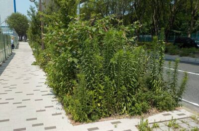 【No.8】公園緑地・道路植樹帯の効率的な除草及び雑草の発芽抑制