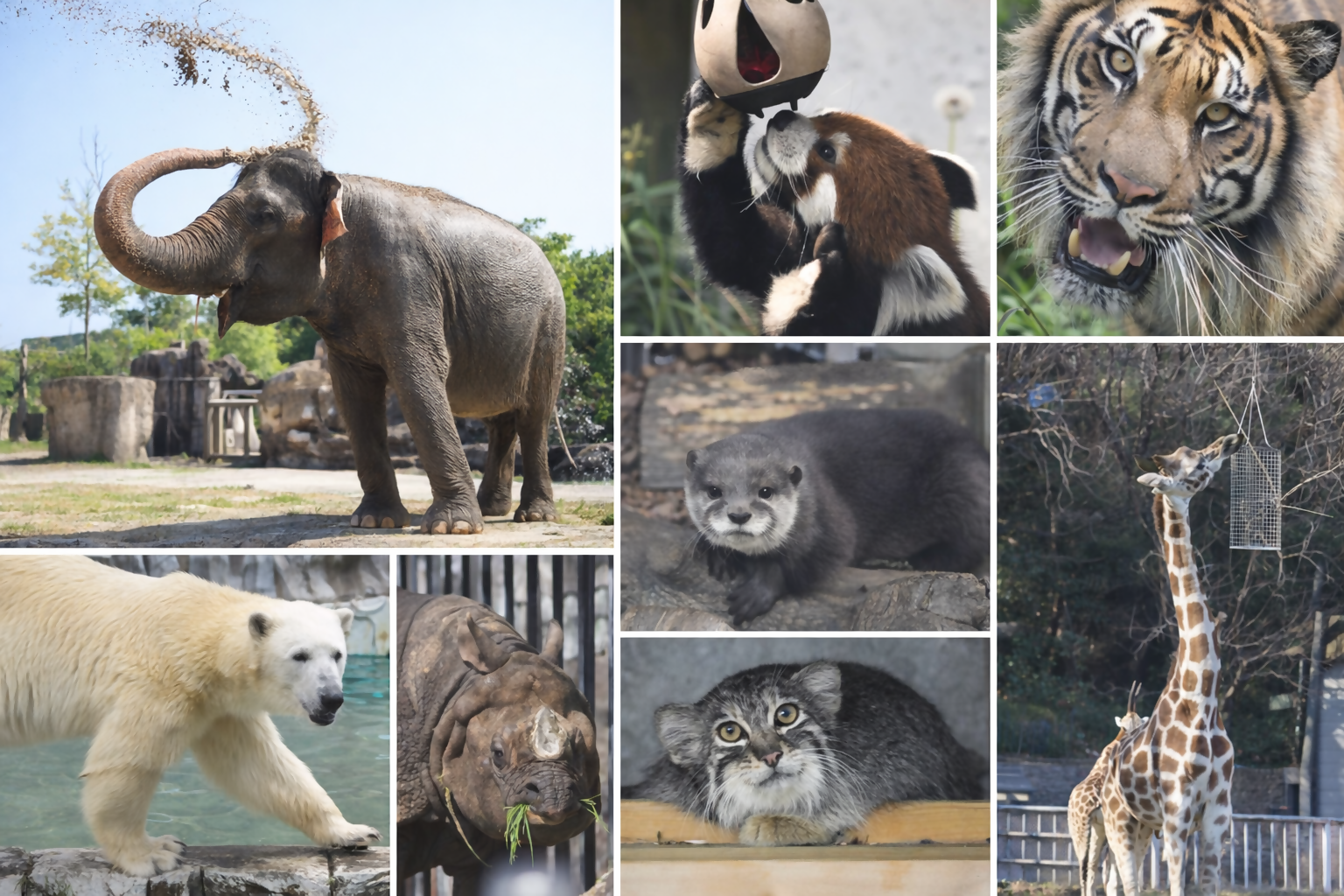 【No.52】東山動植物園における小型モビリティ活用による来園者の移動円滑化